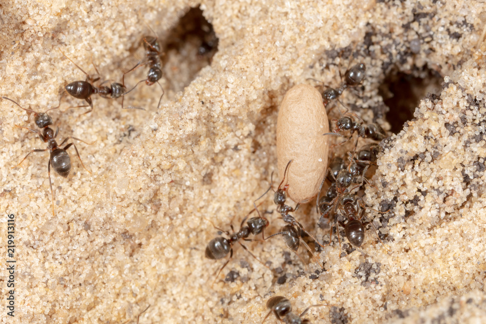 Ants and formic eggs in nature Ants and formic eggs in nature