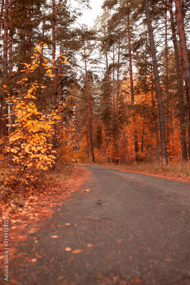 Obraz premium Road in the forest in autumn as a background