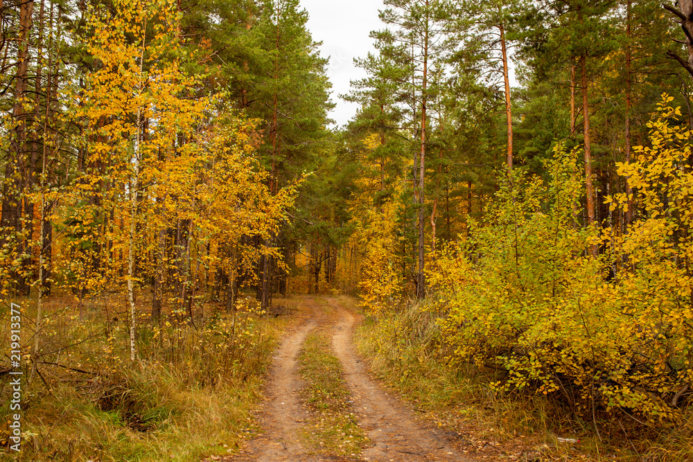 Fototapeta premium Road in the forest in autumn as a background