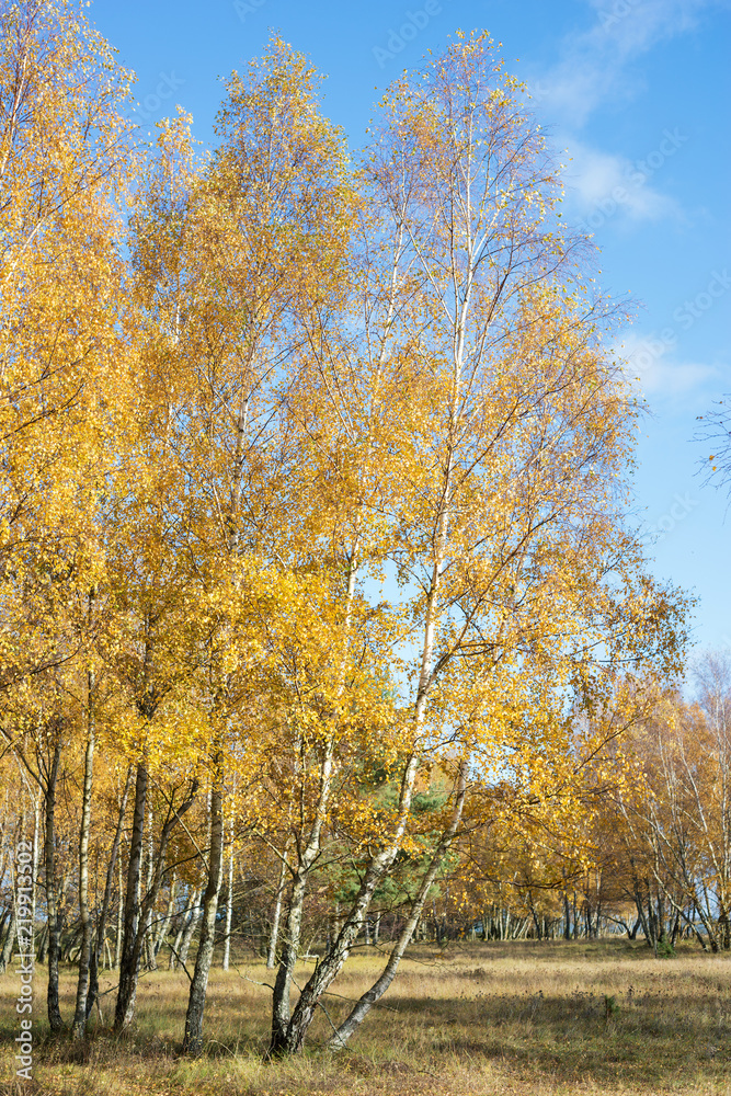 Birches with yellow leaves in autumn