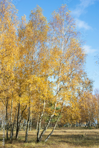 Birches with yellow leaves in autumn