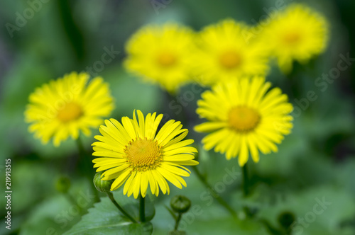 Doronicum orientale yellow flowers in bloom, ornamental beautiful flowering plant during springtime