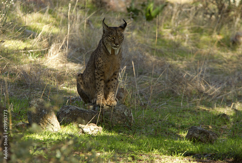 Iberian Lynx. Lynx pardinus