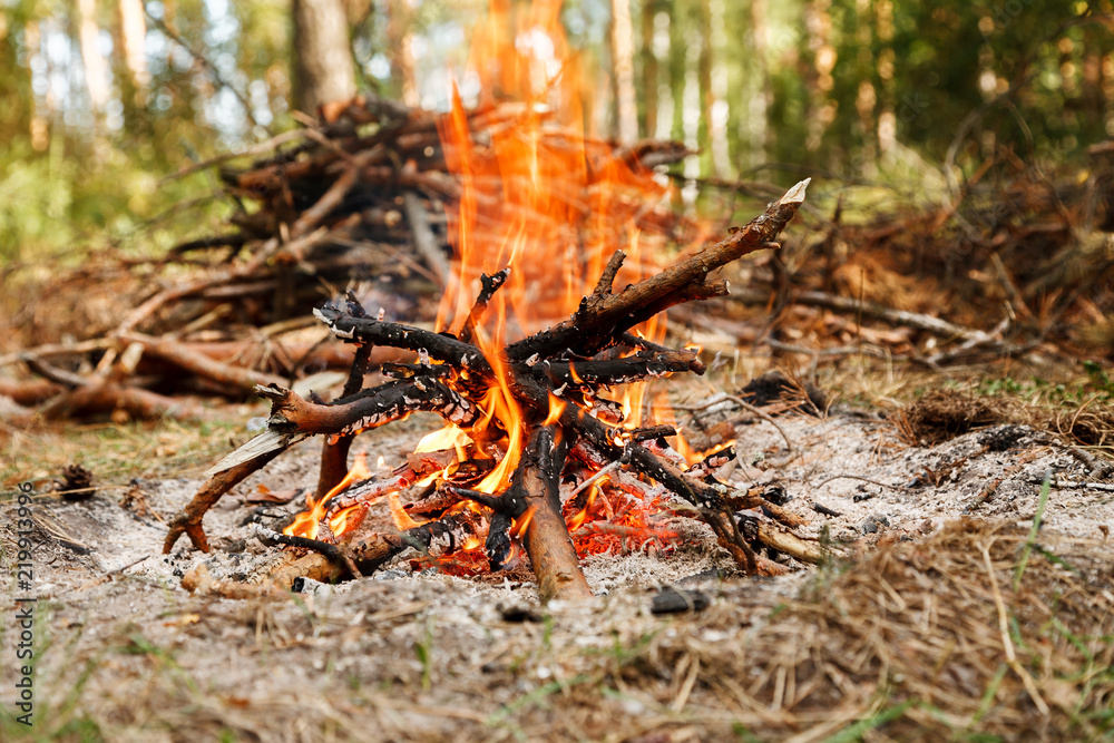 Campfire near pile of dry firewood in the forest Campfire near pile of dry firewood in the forest