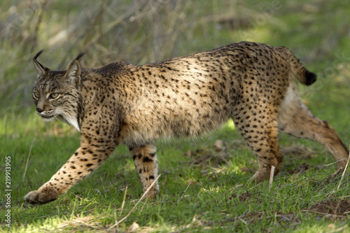 Iberian Lynx. Lynx pardinus photo