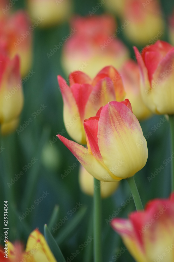 Tulipany w parku Tulipany w parku