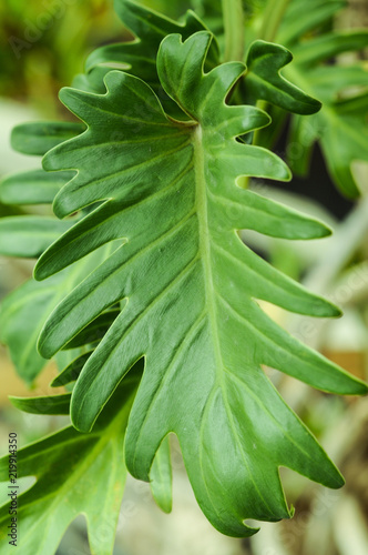 観葉植物　フィロデンドロン・セローム