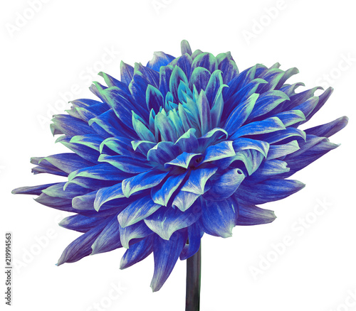 Fototapeta Naklejka Na Ścianę i Meble -  blue dahlia flower isolated on a white  background. Close-up. Flower on a stem. Nature.