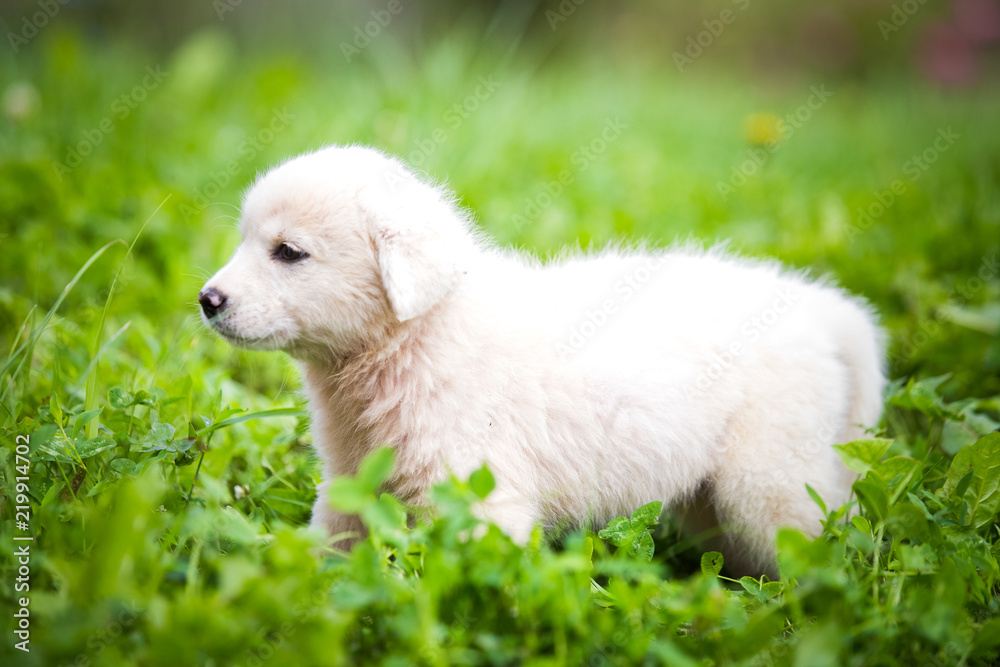 White puppy in the grass
