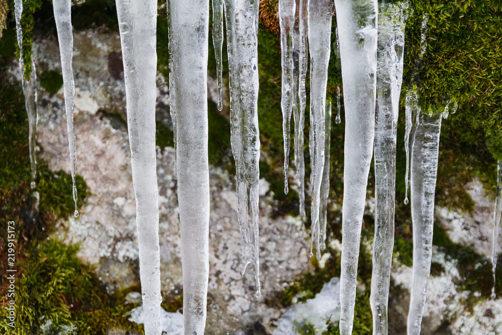 long icicles hang down in the forest long icicles hang down in the forest