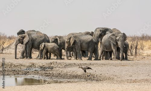 Elephant Herd