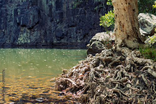 A Knot Of Tree Roots Beside A Pool photo