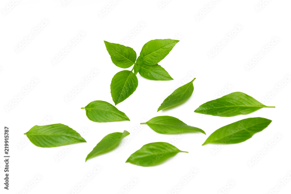 Basil leaf on white background