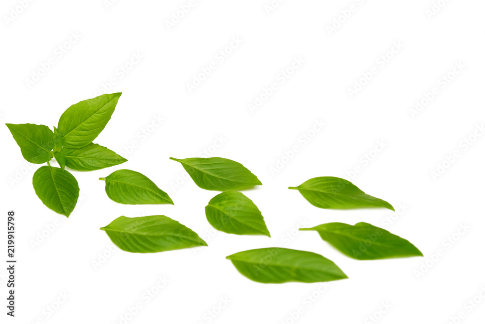 Basil leaf on white background Basil leaf on white background