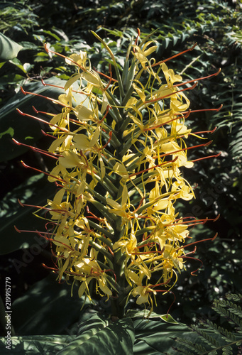 Longose, Hedychium gardnerianum photo