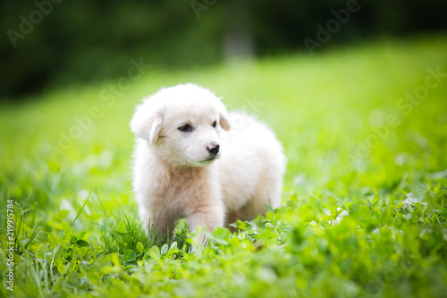 White puppy in the grass 