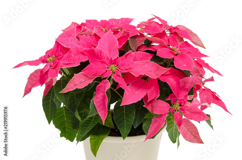 Fototapeta Naklejka Na Ścianę i Meble -  Euphorbia pulcherrima Princettia