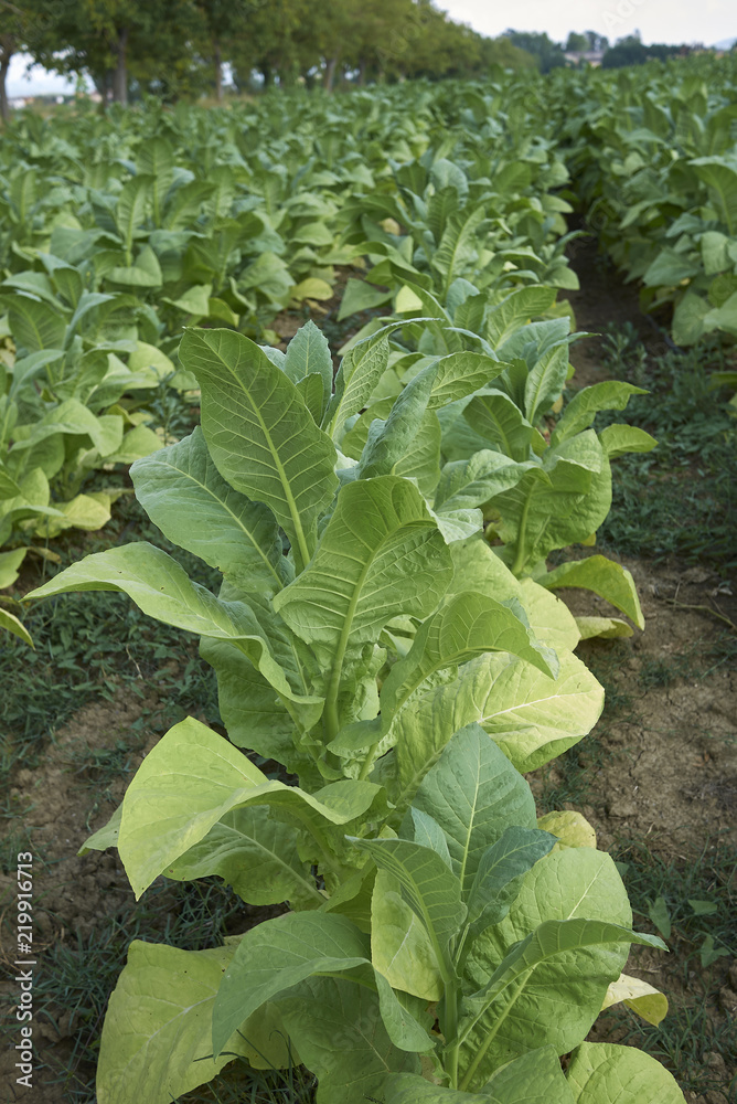 Nicotiana tabacum Nicotiana tabacum