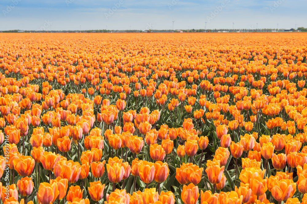 Fototapeta premium Orange tulip field