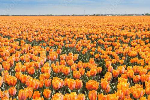 Fototapeta Naklejka Na Ścianę i Meble -  Orange tulip field