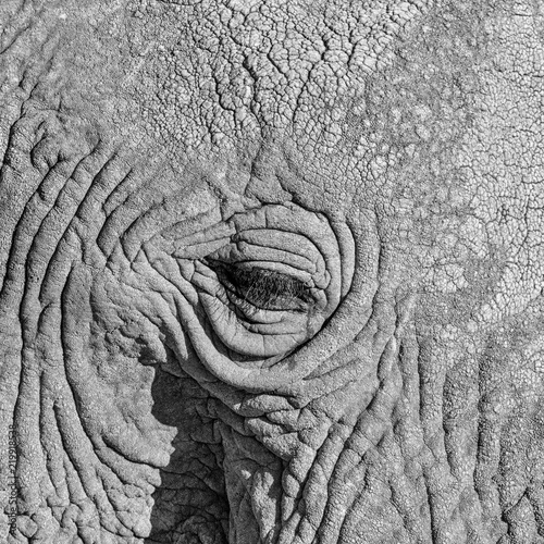 African Elephant © Cathy Withers-Clarke
