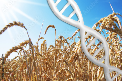 gene editing, dna helix with wheat field
