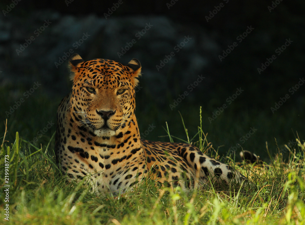 Obraz premium The Sri Lankan leopard or Ceylon leopard (Panthera pardus kotiya) is a leopard subspecies native to Sri Lanka. In 2008, th