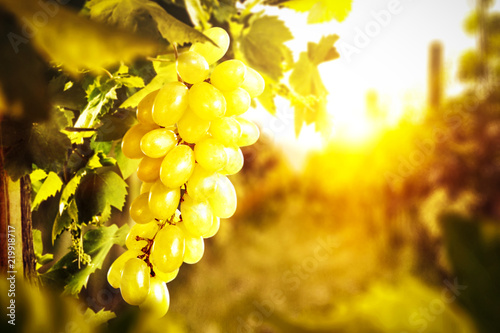 Autumn photo of Tuscany and fresh grapes fruits. 