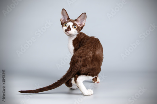 Fotografie Devon rex cat on colored backgrounds
