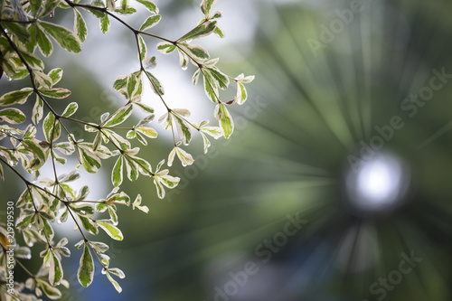 Green leaf in the morning with blurred background.Terminalia ivorensis Chev. photo