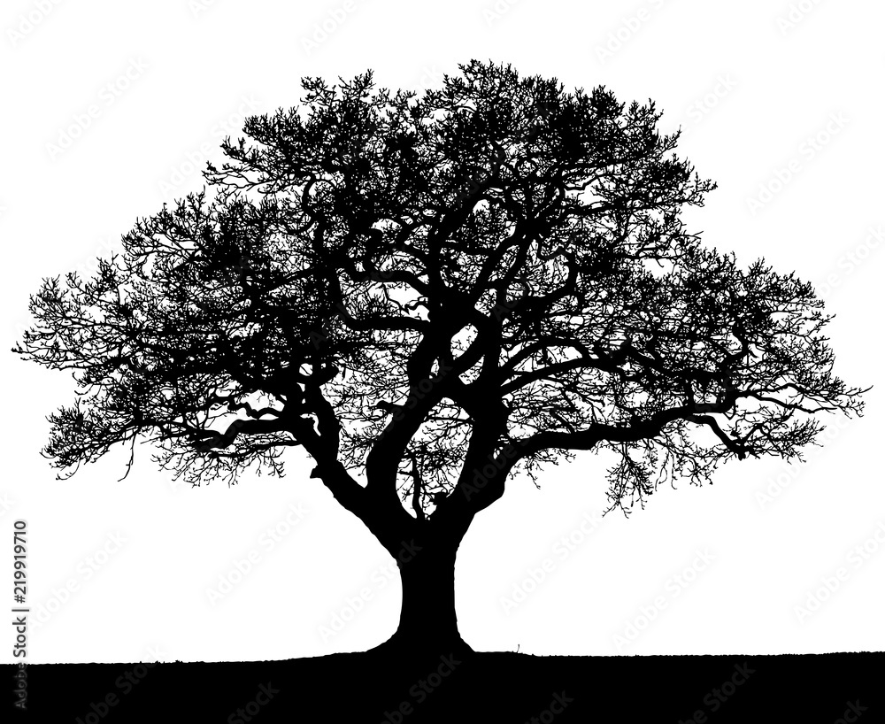 Black and white silhouette of an autumn tree. - obrazy, fototapety, plakaty 
