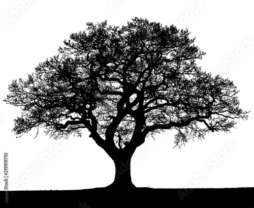 Black and white silhouette of an autumn tree.