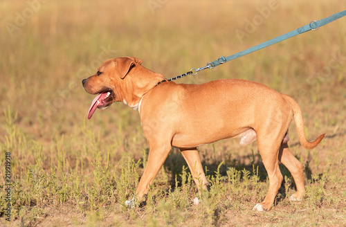 Strong and beautiful American staffordshire terrier portrait