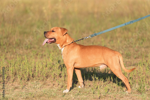 Fototapeta Naklejka Na Ścianę i Meble -  Strong and beautiful American staffordshire terrier portrait