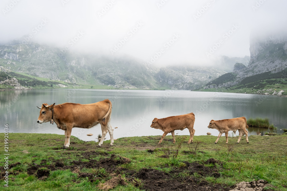 cow with her young grazing in Asturian landscape