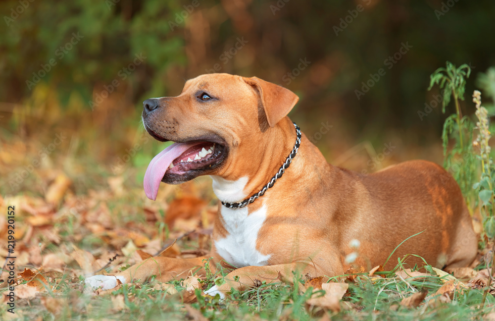Strong and beautiful American staffordshire in the autumn park