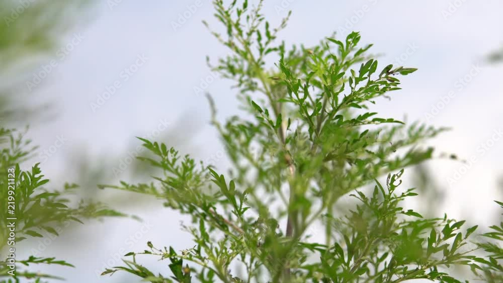 4K leaves and wind close-up 4K leaves and wind close-up