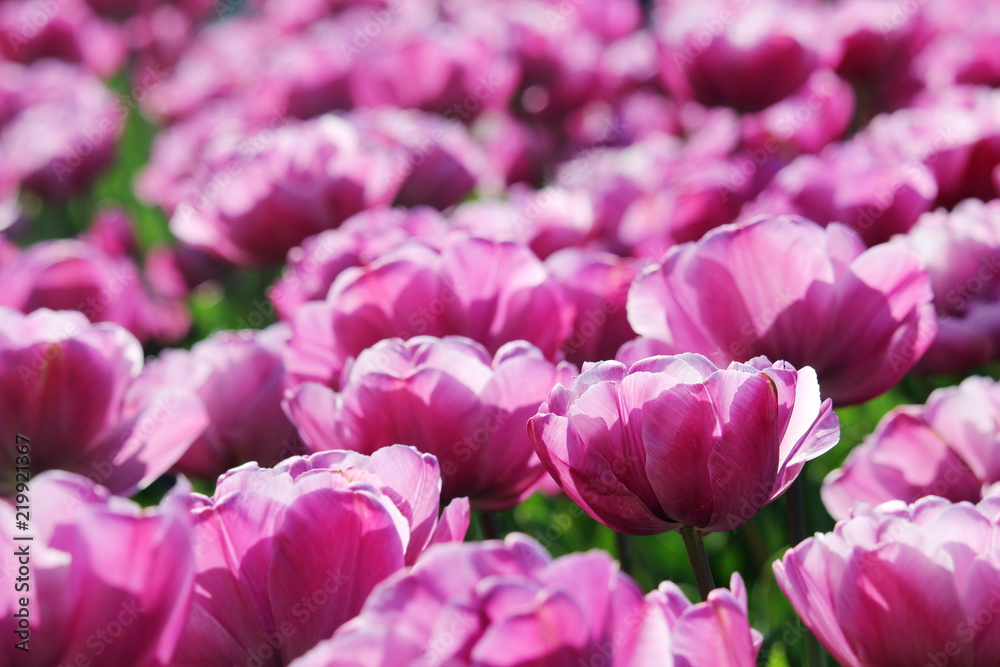 Obraz premium Pink tulip field