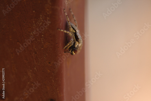 africa,angola,animal,arachnid,background,beautiful,beige,brown,bug,closeup,concept,death,detail,discover,environment,epic fail,fauna,fly,gotcha,home,house,hunt,insect,insects,landscape,life,macro,natu