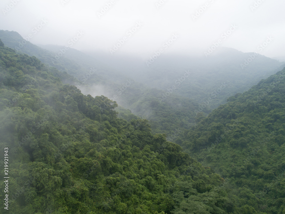 beautiful lush green jungle and dense trees on tropical mountains in foggy summer morning