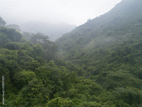 beautiful lush green jungle with small river and dense trees on tropical mountains in foggy summer morning © lzf
