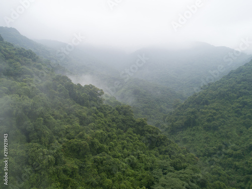 beautiful lush green jungle and dense trees on tropical mountains in foggy summer morning