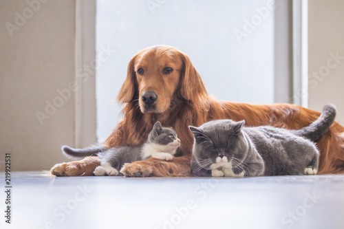 Photography Golden Retriever and two cats