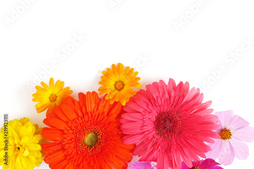 Gerbera and cosmos flowers  isolated on white background, top view, flat lay. 
