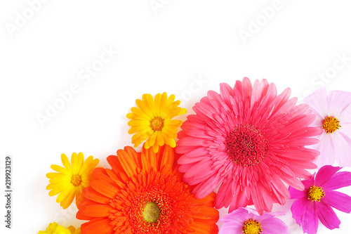 Gerbera and cosmos flowers  isolated on white background  top view  flat lay. 