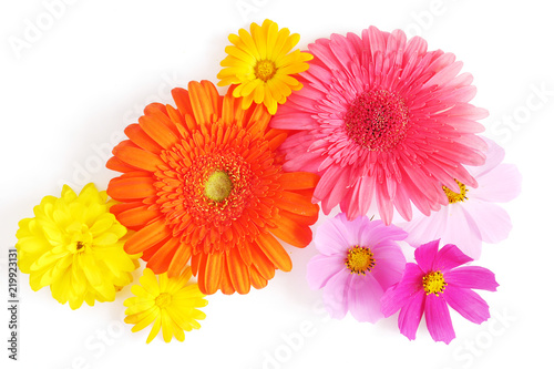Gerbera and cosmos flowers  isolated on white background  top view  flat lay. 