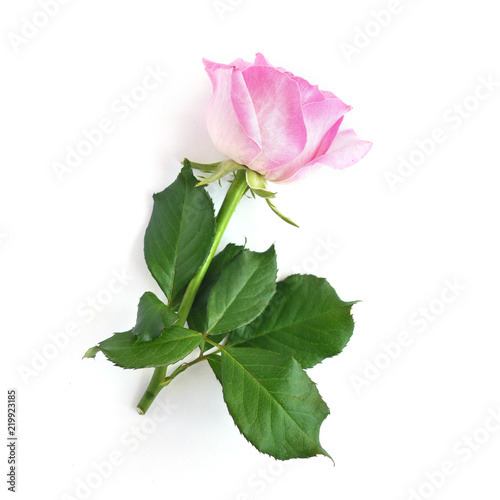 pink rose isolated on white background, top view.
