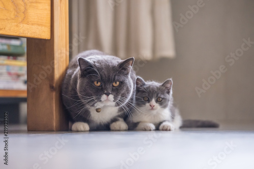 British short hair cat dad and Kitten