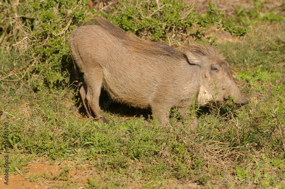 Fototapeta premium Warzenschwein