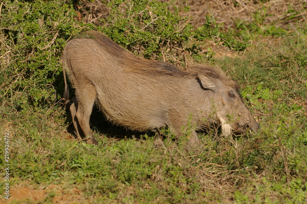 Warzenschwein Warzenschwein